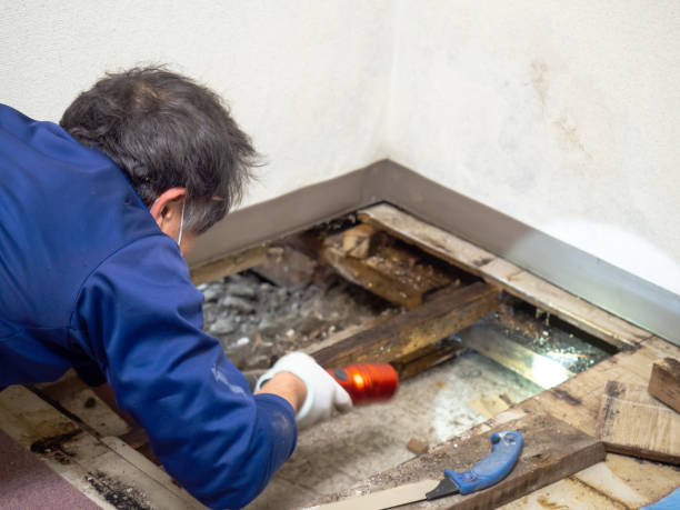 Best Post-Remediation Services in Conroe, TX
