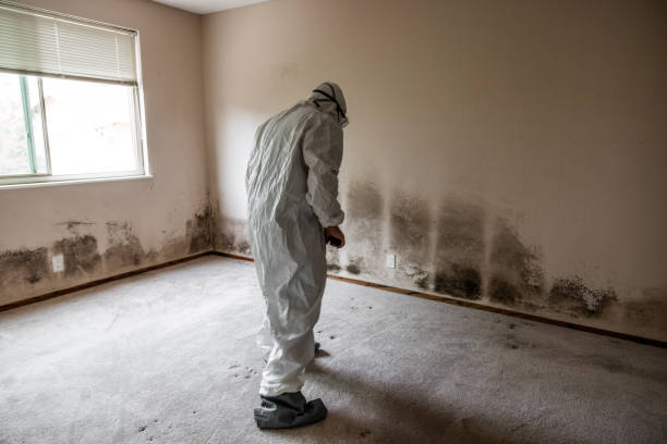 Best Health and Safety Mold Remediation in Conroe, TX