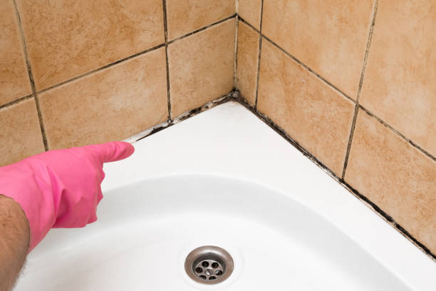 Professional Mold Remediation in Conroe, TX