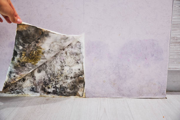 Best Emergency Mold Remediation in Conroe, TX